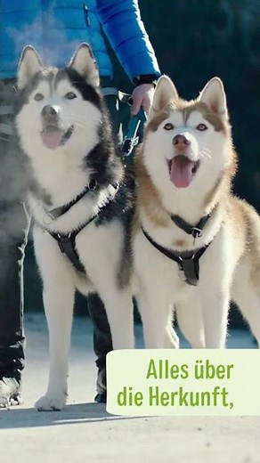 Teaser - Siberian Husky | zooplus