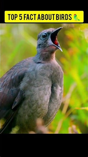 Top 5 Fact About Birds 🦜 #factshorts #birdfacts #facts #facthostile #viral #shorts ..