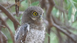 Owl hooting on a tree - Free Stock Video