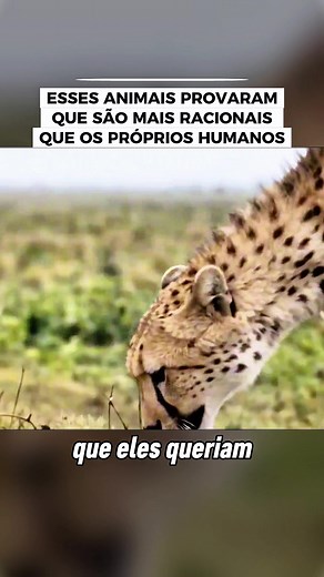 Esses animais são mais racionais que os humanos #documentario #curiosidades #fatoscuriosos #vocesabia