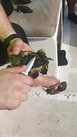 ‏#cleanup#turtlecleaning removing some barnacles #ba for baby turtle