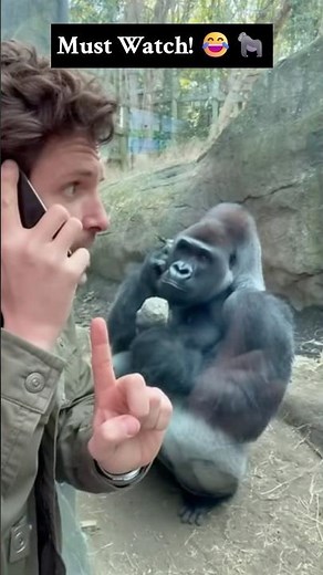 Gorilla Picks Up a “Phone” and Copies the Man 😂📱