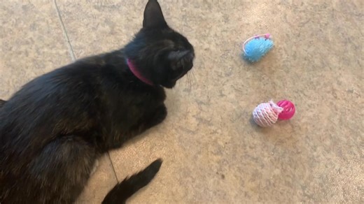 The Life of a Showgirl Cat , in the AFV ladies cat room. 🤩 Staring MI AMOR #790719, STEVIE ( ❤️ADOPTED❤️ ) , ODETTE ( ❤️ADOPTED❤️ ) and ARTEMIS #790325. 🧡Make the prophecy come true for these beauties, and yourself, with your very own forever love! ❤️🐾 These lovelies are at Animal Friends of the Valleys in Wildomar, CA. If you have adoption questions, please contact the shelter directly at 951 674-0618. Disclaimer: I am not an employee of AFV, nor do I represent them. I am sharing animal phot