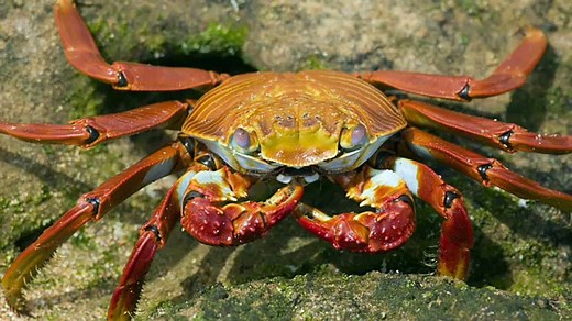 Oxford Discover Level 1 Big Question 3 Where Do Animals Live 2