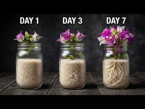 Just One Cup of Rice! Bougainvillea Cuttings Root Instantly and Bloom