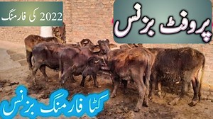 Katta How To Start Katta Farming in Pakistan Katta Business Profitable Katta Business with bilal | Business talks with MK