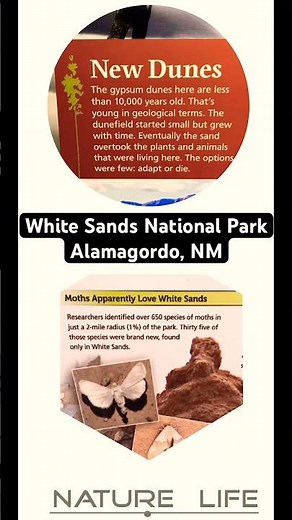 White Sands National Park Adventure 🏜️ Dunes, Road Snacks & a Giant Pistachio #venturebeyond