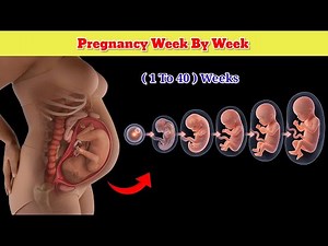 Pregnancy Week by week 🤰 | Baby Growth, Lenght, Heart Rate and Weight