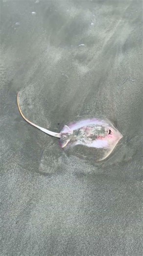 Sting Ray #myrtlebeach #southcarolina #mbiff