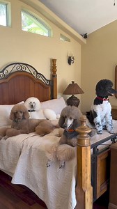 36K views · 913 reactions | Looking like stars in our new custom collars @the_windy_glow | About Poodle | Facebook