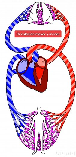 ¿En qué consiste la circulación mayor y menor?#corazon#enfermeria#medicina#salud#anatomia#sangre