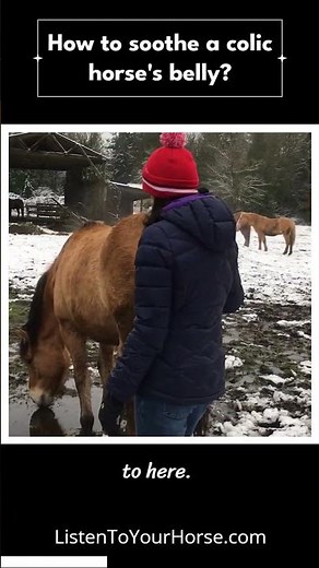 How to soothe a colic horse's belly?
