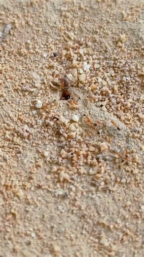 Red Ants Hole