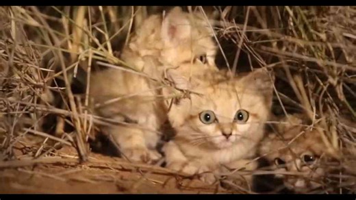 How small cats became masters of ambush and efficiency