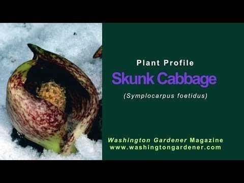 Skunk Cabbage Plant Profile