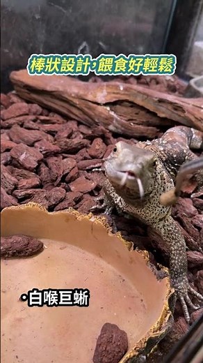 輕鬆滿足爬蟲的日常營養🦎從幼體到成體，不同體型都愛吃～ #巨蜥飼料 #營養主食 #爬蟲 #輕鬆餵食 #高夠力 #泰韋