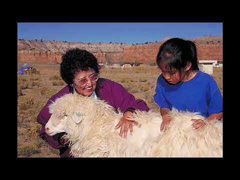 Navajo Sheep & the Livestock Reduction Program