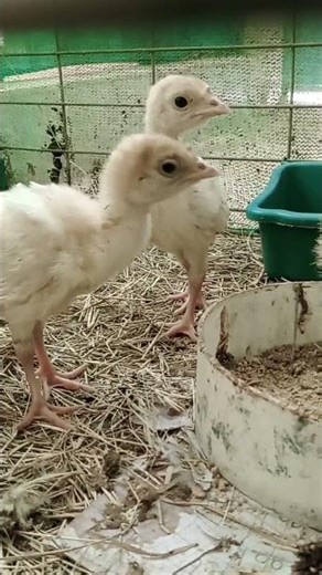Chicks Are Playing 🐥🎉 | Cute Baby Chicks Fun Time | Funny Bird Video