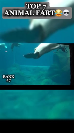Top 7 animal fart #animals #fart #forupage #viral #fyp