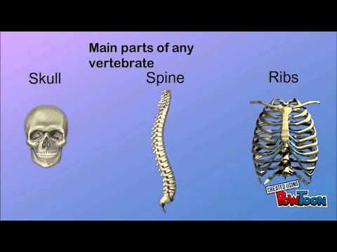 Skeletons and vertebrates Grade 5
