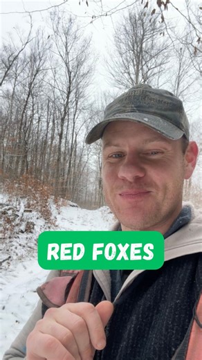 Where does the red fox belong? This video is an overview of number of stories that I’ll be diving into more deeply in the coming weeks about the history and phylogeny of foxes, with more specifics on western foxes, gray fox vs. red fox, and fox farming. This one also takes some twists and turns, so make sure that you watch until the end! Red fox (Vulpes vulpes) is the most widespread terrestrial carnivore on earth, with a range stretching across North America, Europe and Asia (and an introduced 