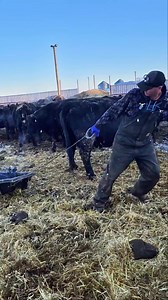 246K views · 1.6K reactions | Every calf born when it's cold gets to spend the night in the heated barn. #cow #calves #cows #cowsofinstagram #calvesofinstagram #reelsinstagram #animallover #animals #nature #cold #coldweather #yellowstone | 1HandnFarming | Facebook