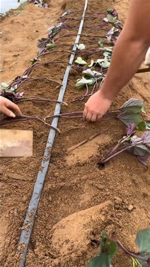 Amazing sweet potato 🍠🍠 farming techniques | Modern sweet potato planting technique #farming #potato
