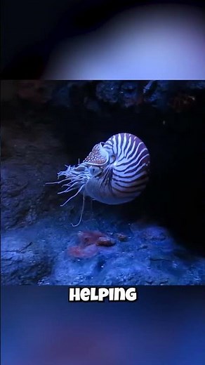 Nautilus: They Have a SUPER Nose?! 👃