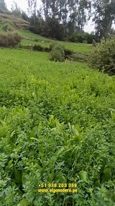 ALFALFA SW MOAPA CON ACHICORRIA FORRAJERA