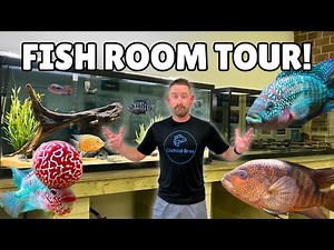 Cichlid Fish Room Tour! Inside All of the Classroom Aquariums