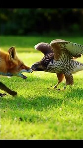 Unexpected Friendship: A Fox and a Hawk Playing Together in the Backyard🕊️🕊️