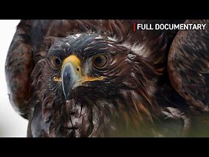 Golden Eagle: The King of the Mountains | Full Nature Documentary