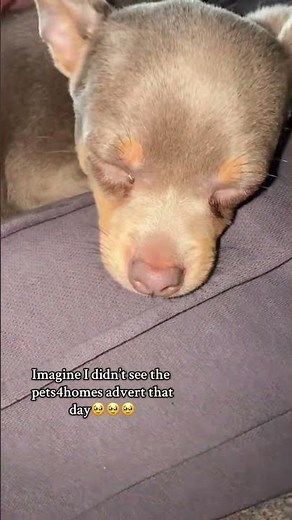 The Sweetest Puppy Will Melt Your Heart #pets4homes #dog #fok