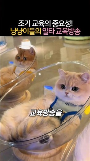 냥냥이들이 교육방송에서 눈을 떼지 못하는 이유? 🐱📺 #동물 #고양이