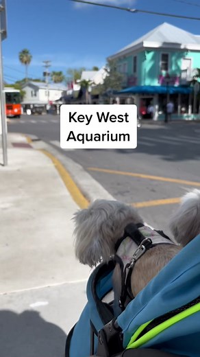 Explore The Florida Keys Underwater World at Key West Aquarium