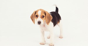 Does your dog misbehave? Research shows badly behaved dogs die earlier