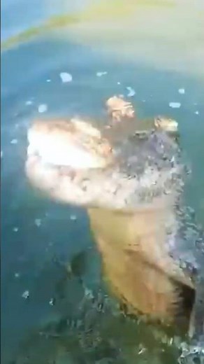 Krokodil griff einen Mann an – unglaublicher Angriff in freier Natur