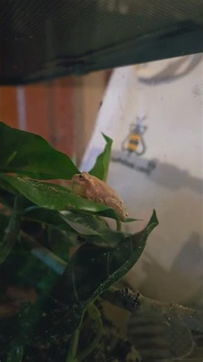 Tree Frog Making Noises