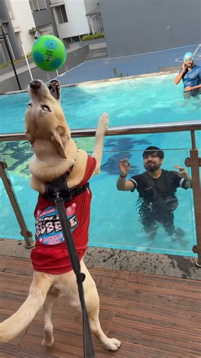 Murphy on Instagram: "Let me show you the real game 🔥 . . . Labrador Retriever, Labrador Puppy, Cute Labrador, Labrador Dog Tricks, Labrador Life, Labrador Fun, Funny Labrador Moments, Labrador Training Tips, Labrador Cuddles, Cute Dog Videos, Adorable Puppies, Funny Dog Reels, Dog Cute Moments, Puppies Being Cute, Dog Reels Viral, Dog Mood, Dogs Being Dogs, Relatable Dog Moments, Funny Dog Reactions, Dog Personality, Dog Owner Problems, Life With Dogs, Dogs in Pool, Swimming Dogs, Dog Pool Fun