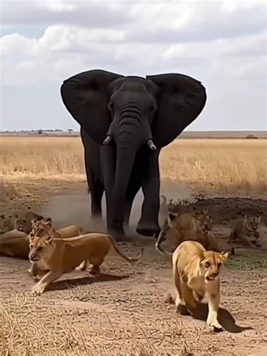 When lions meet an elephant 😬