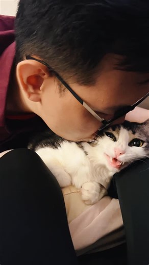 mollydcat on Instagram: "Kissing My Grumpy Cat #cat #cats #funnycats #catlover #catshorts funnyanimals cattv"