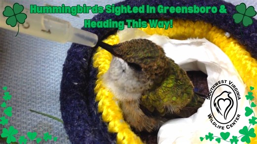 23K views · 261 reactions | Spring has sprung, and Hummingbirds are...