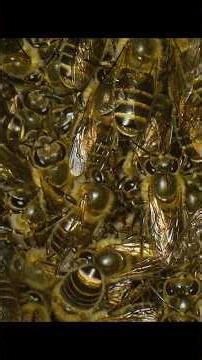 Never underestimate the collective strength of unity. #wildlife #animals #shorts