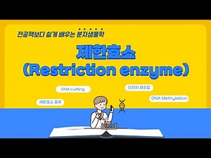 [A02] 제한효소(Restriction enzyme)의 개념 / 유래 / 원리