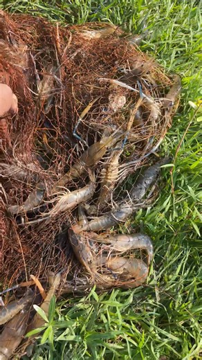 Catching labster #reels #fishing #viral #Amazing | Md Rubel