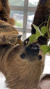 Taking life one sloooow step at a time! 🦥 Celebrate International Sloth Day with us—where rushing is overrated and hanging out is an art form! #CuteAnimals #SlothGoals #ChillVibesOnly | San Antonio Zoo