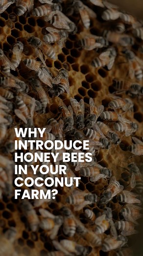 305K views · 1K reactions | Honeybees are great little helpers! They cross-pollinate coconut trees, which means more coconuts and more profit. They also pollinate intercropped plants and flowers on the farm. That's not all, they give us pure, fresh honey! #expertsolution #kalpavriksha #agriculture #farminglife #agriculturelife #farming #Parachutekalpavriksha #parachutkalpavrikshaapp #organic #coconuttrees | Kalpavriksha | Facebook