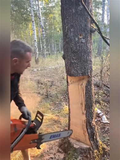 この木こり、なぜ縦に切る？