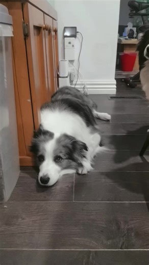 Border Collie Puppies: Playful Companions