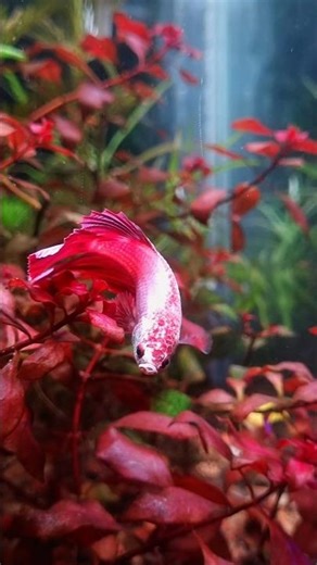 betta breeding method step by step (full moon blue ) Part -1 #bettafish #fullmoonbetta